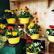 Cheery Planted Tub