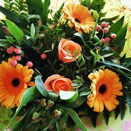 Apricot Blush