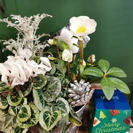 Let It Snow planter &amp; Chocolate gift set